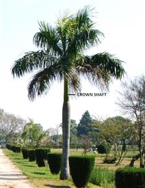 Roystonea regia